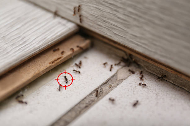 Best Cockroach Control Services  in Stinnett, TX