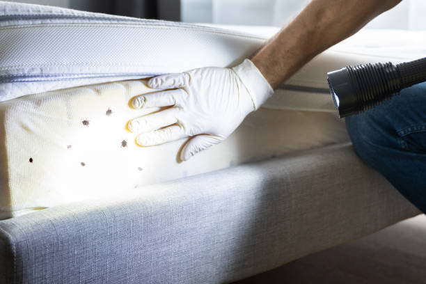 Best Affordable Pest Control Services  in Stinnett, TX