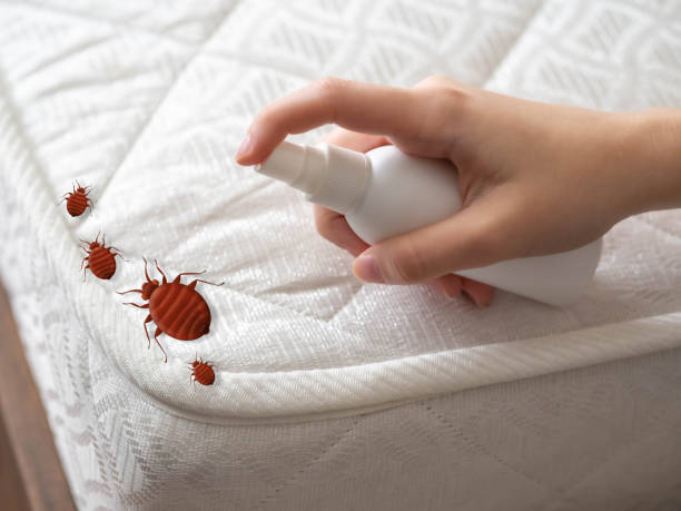 Best Spider Control Near Me  in Stinnett, TX